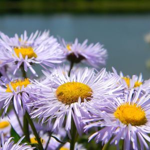 Meet your Posher, Suzanne